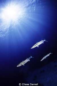 "Silver Sun Tan" 
North Wall, Grand Cayman by Chase Darnell 